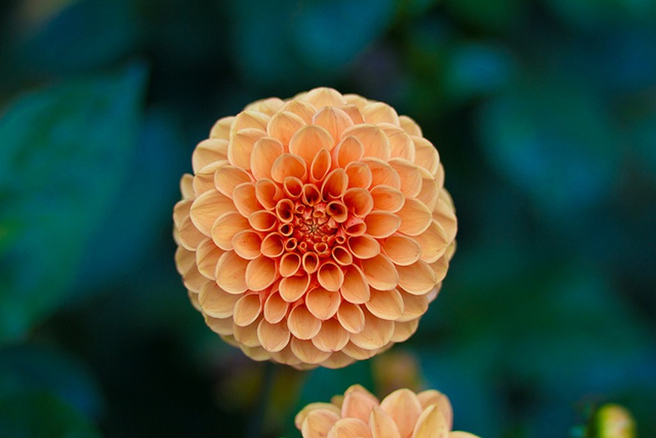 Orange flower in bloom
