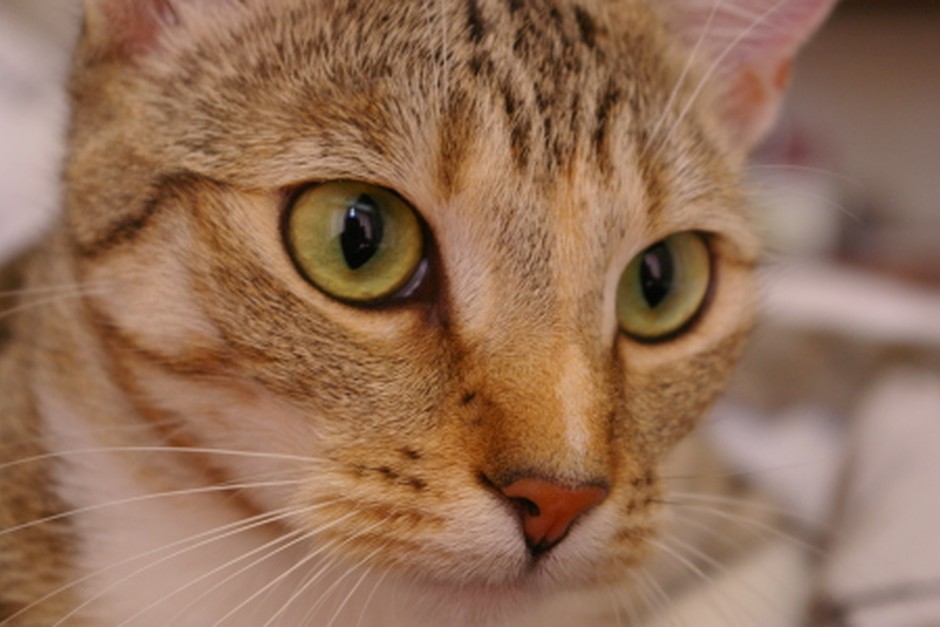 Cat at home